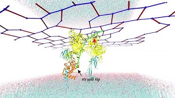 Simulations of Bacterial Cell Wall Synthesis