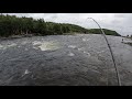 ДУМАЛИ ВСЁ, А НЕТ-) ВТОРОЙ КОСЯК ГОРБУШИ В РЕКЕ / THE SECOND SCHOOL OF PINK SALMON IN THE RIVER