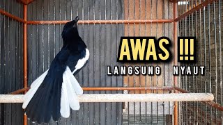 kacer gacor NGEPLONG TARUNG ini paling AMPUH buat PANCINGAN KACER agar EMOSI NYAUT