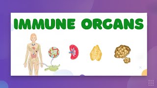 Immune Functions of Lymphatic System — LearnStalk Biology