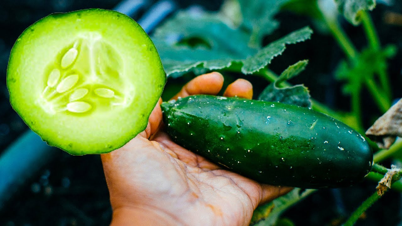 Se puede congelar los pepinos