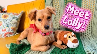 Meet Lolly the easy going cuddle bug