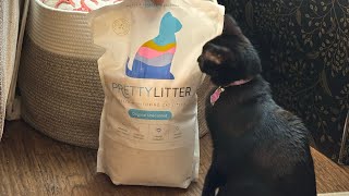 Pretty Litter Review: Does It Really Work? | Cat Health Litter Test
