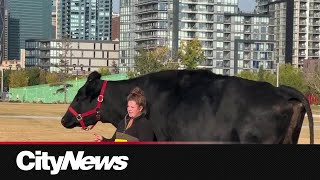 Alberta steer named ‘Beef’ nabs title of world’s tallest