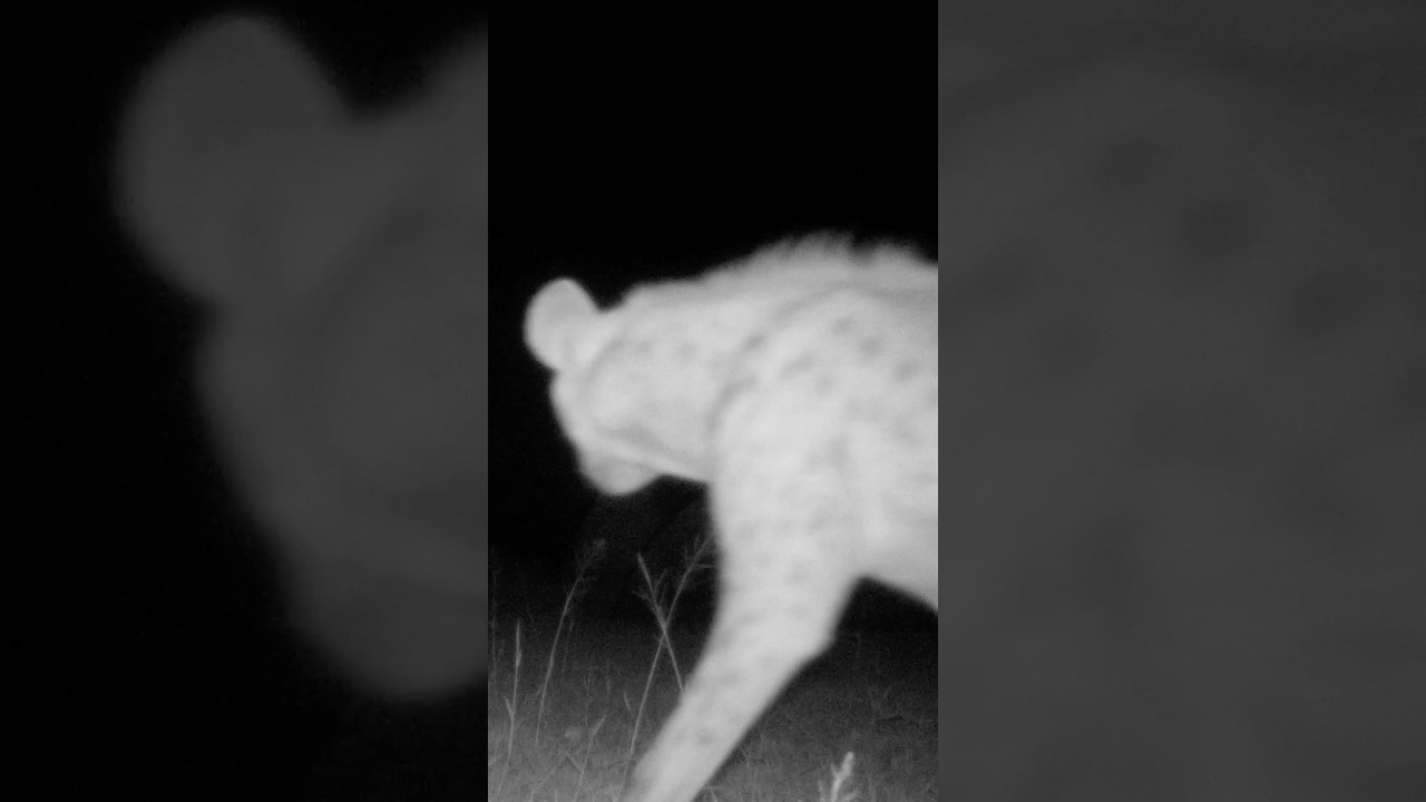 Creatures of the Night!