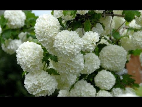 Video: Kalina "Buldenezh" (33 Fotografij): Opis Navadnega Viburnuma "Roseum", Dekorativna Sorta V Krajinskem Oblikovanju, Obrezovanje Po Cvetenju