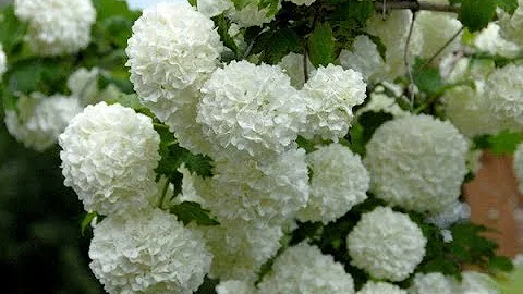 Калина Бульденеж. Посадка и уход.