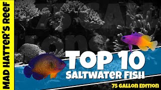 Top 10 Saltwater Fish for a 75 gallon Reef Tank