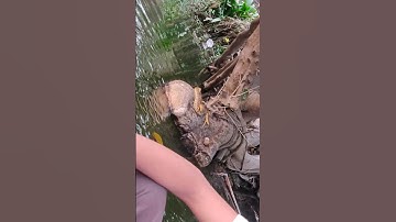Big fat Python found in park #ytshorts #ytshort #ytstudio  #python #reels #tiger #trending Bigg Boss