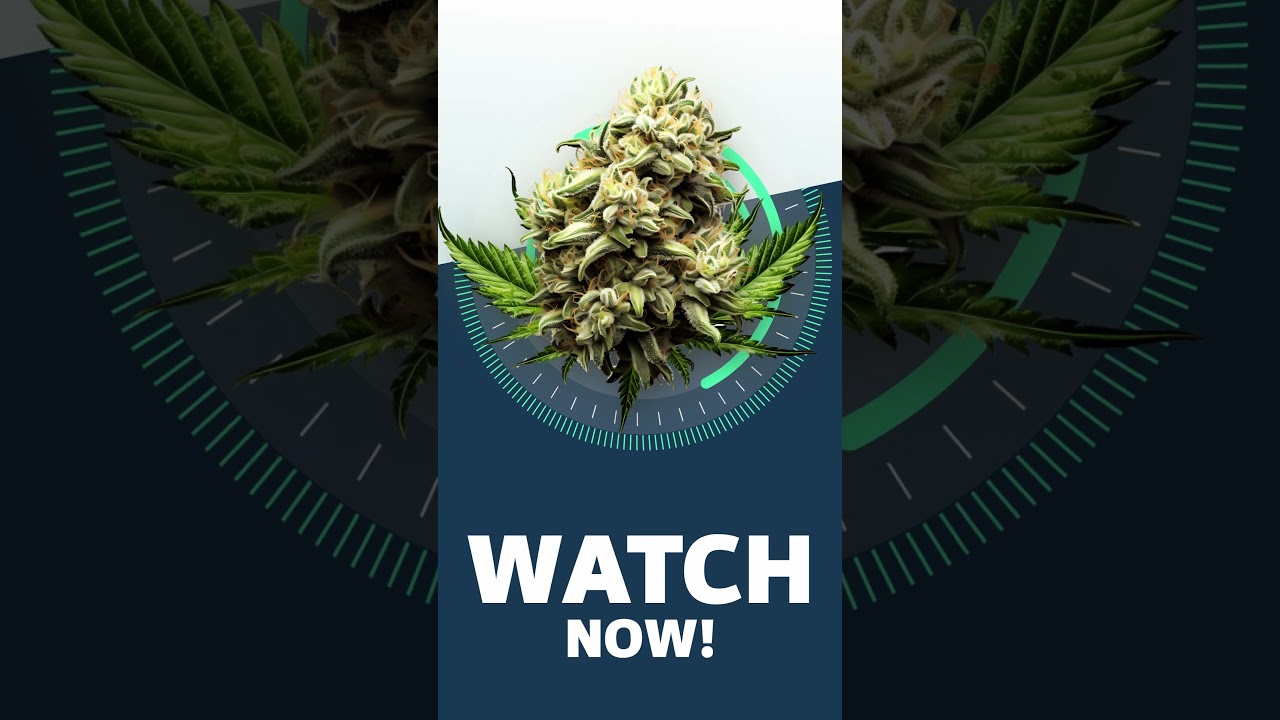 Strawberry Ice - StrainView