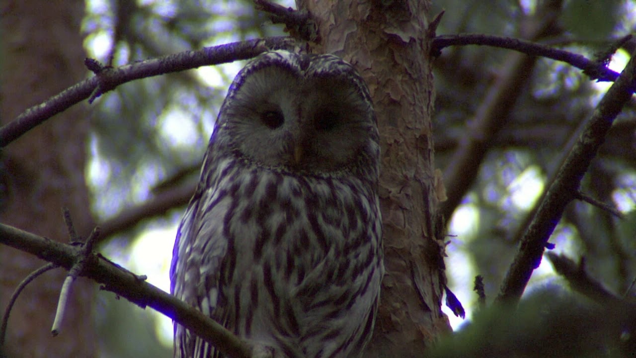 TRASTSÅNGARE  SLAGUGGLA  KUSTSNÄPPA  Klipp - 3259