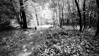 Gassi im Wald