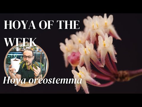 Hoya oreostemma is ALMOST perfect | Hoya of the Week