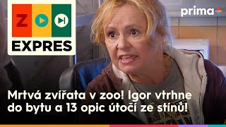 Zoo Expres 10 Mrtvá Zvířata V Zoo Igor Vtrhne Do Bytu A 13 Opic Útočí Ze Stínů