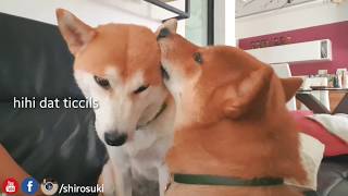 Very important msg / Shiba inu