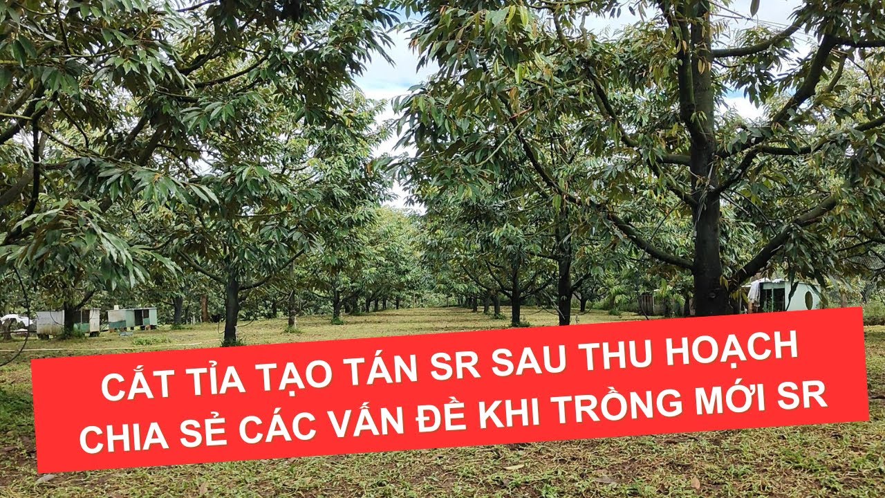 Обрезка и обмен новыми способами выращивания дуриана