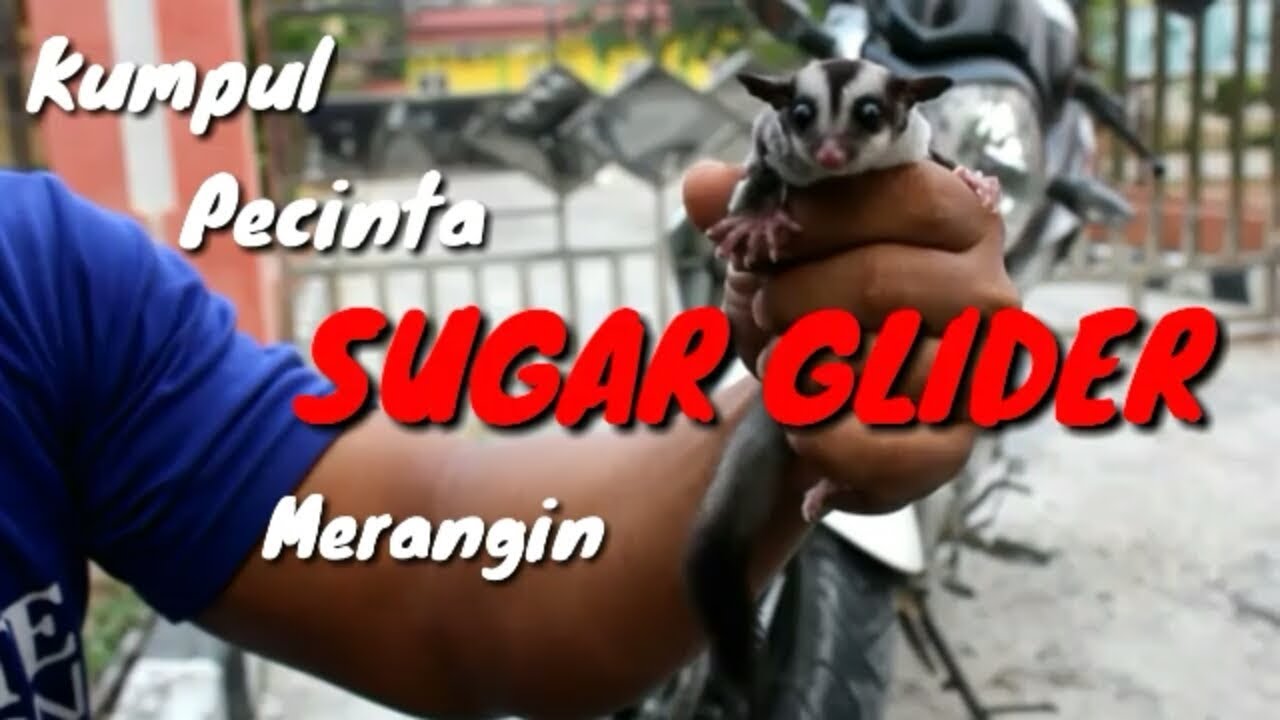 Kumpul pecinta SUGAR  GLIDER MERANGIN Hewan  exotic yang 