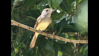 Squirrels, Attila & Lots of Ruins-Birding the Riviera Maya, Part 5 by Mark & Sandra Dennis 44 views 2 months ago 6 minutes, 57 seconds