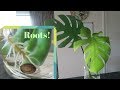 PROPAGATING MONSTERA PLANT July 2018