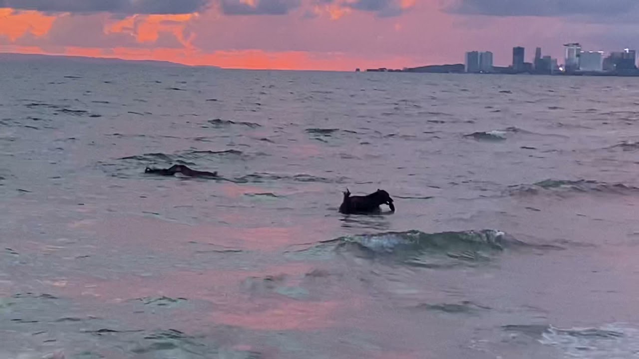 A perfect Green Flash Sunset | S U N S E T | Familiar Sunset & Sunrise|