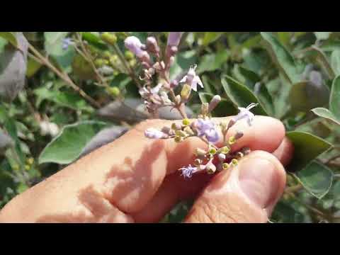 نبات 8 شجرة وايتكس او فايتكس