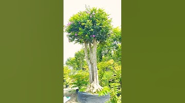 Cây Bằng Lăng Tím Thái Có Bộ Đếm Nôm Cực Đẹp #caybanglangtim #banglangtim #hoabanglang