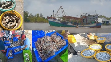 một ngày ở cảng cá Rạch Gốc. Cà Mau