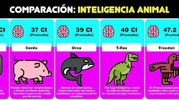 ¿Cuál es el coeficiente intelectual del animal más inteligente?