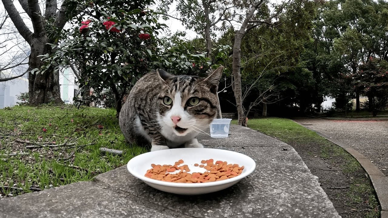 残り物には福がある！我の強い仲間連中が去った後でゆっくりと食事をする思慮深い猫ちゃんたち