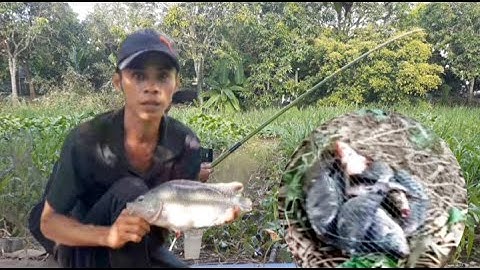 Câu cá ổ, thu phục cá rô phi khủng làm đứt thẻo bửa trước nè #fishig #Trongromvlog
