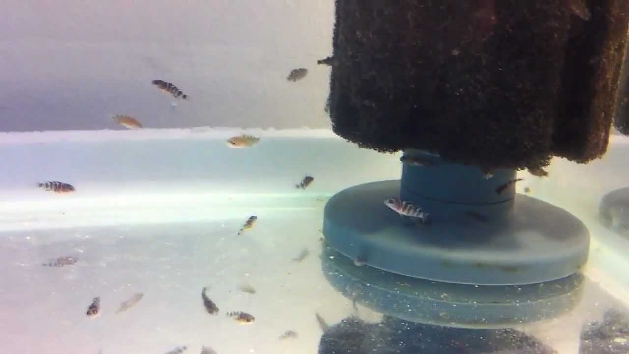 Cichlid Fry Growth Chart