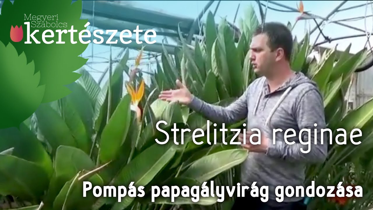 Strelitzia reginae gondozsa - Pomps papagjvirg