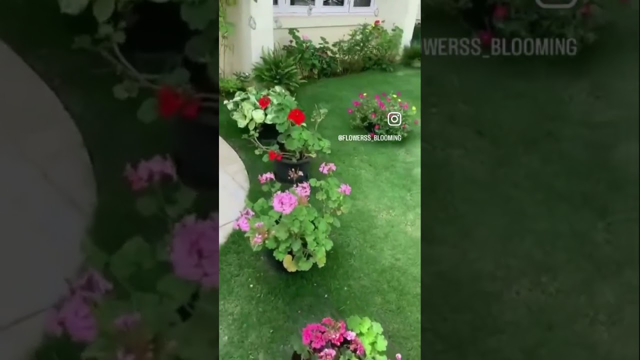 Beautiful Geraniums and Office Rose in my front garden 