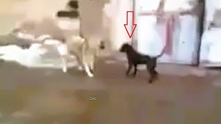 Pitbull attacks the wrong dog (Kangal) and pays the price!!!