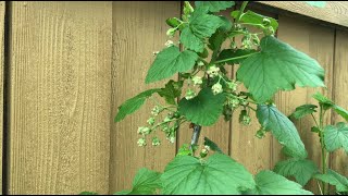 Black Currants: Easy Propagation For Big Yields
