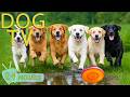 DOG TV: Best Anti-Stress &amp; EntertainVideos for Dogs Left Home Alone All Day - Relax Music for Dogs