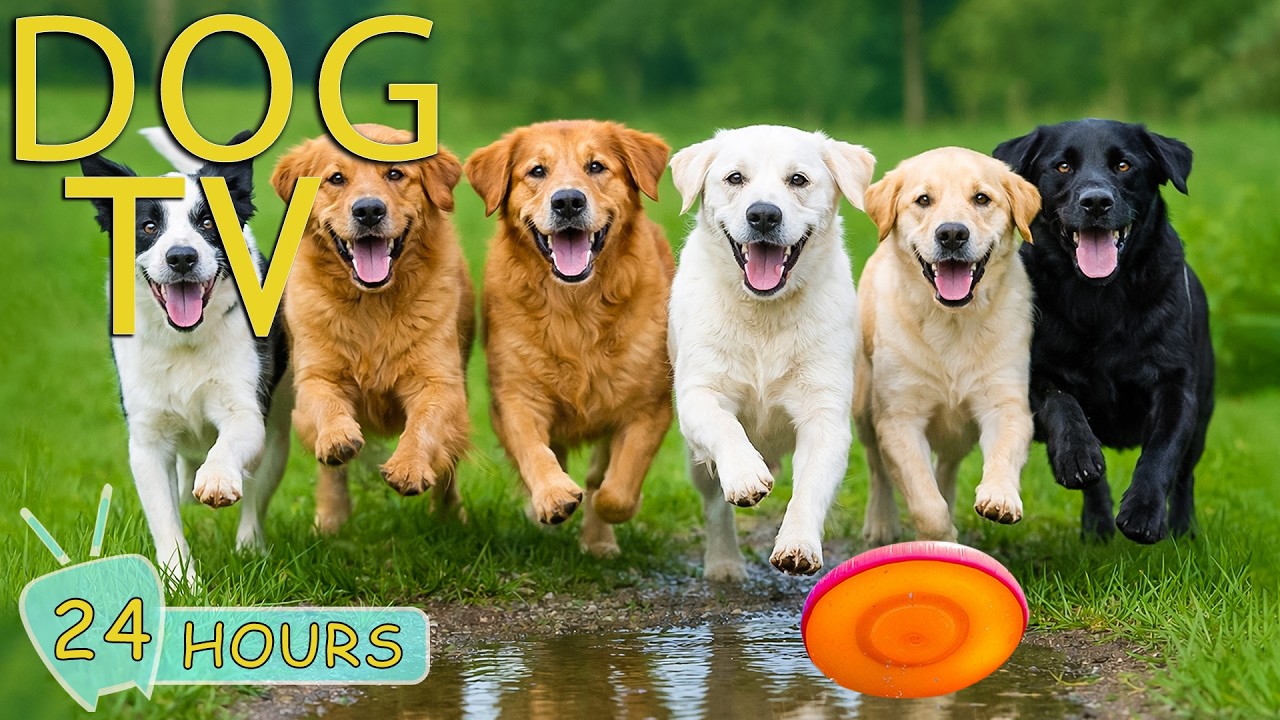 DOG TV: Best Anti-Stress & EntertainVideos for Dogs Left Home Alone All Day - Relax Music for Dogs