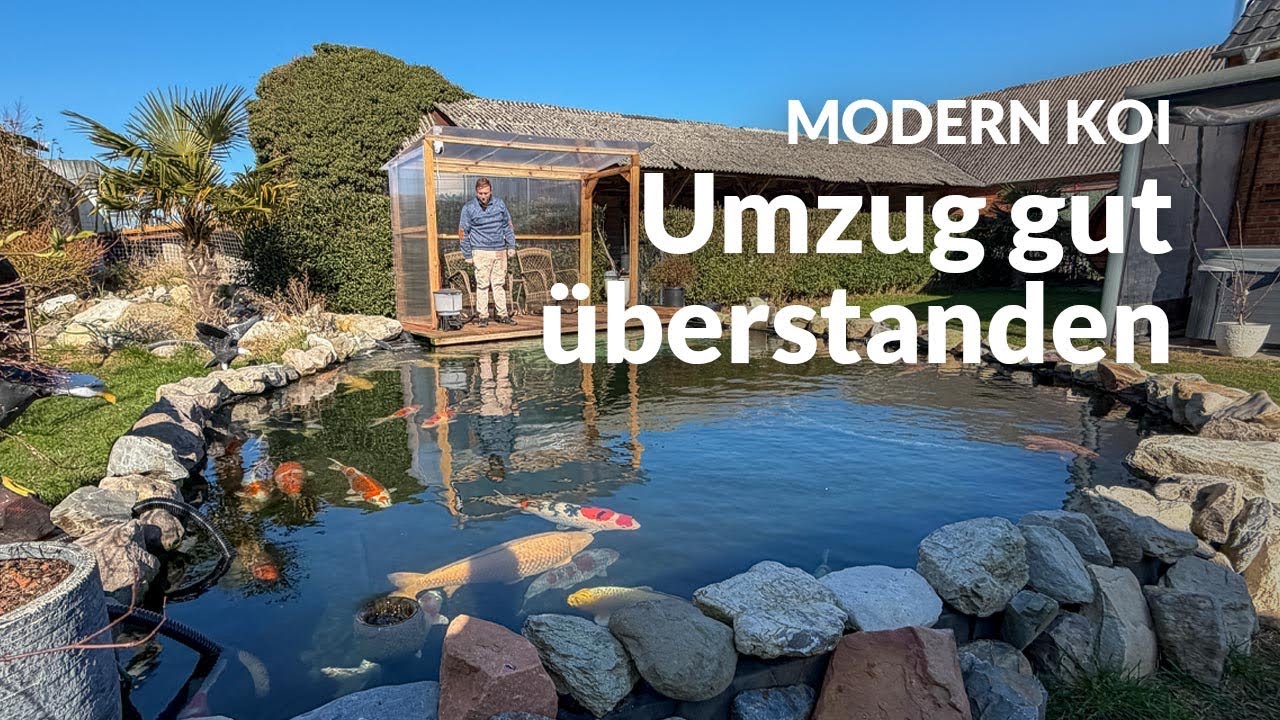 Georgs Koi: Aus der Innenhälterung in den Außenteich  | Modern Koi Blog #8045