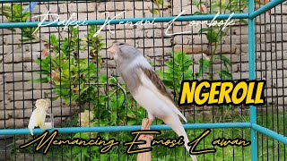 MEMANCING EMOSI LAWAN PAKSI KENARI LOMBOK NGEROLL CUIT CUIT (episode 2)