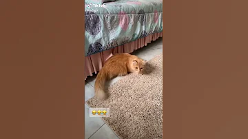 ها الصوت بخلي بسة تجي ها النداء الزواج عند القطط معلومات عن القطط 
