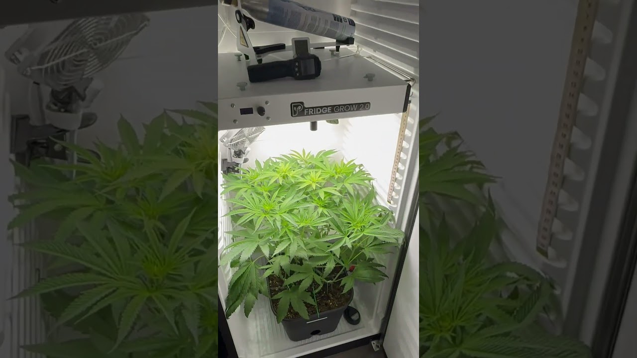 DAY 38 - Permanent Marker 🥦 Fridge grow 2.0 