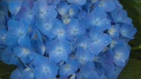 Hydrangea Varieties to Try