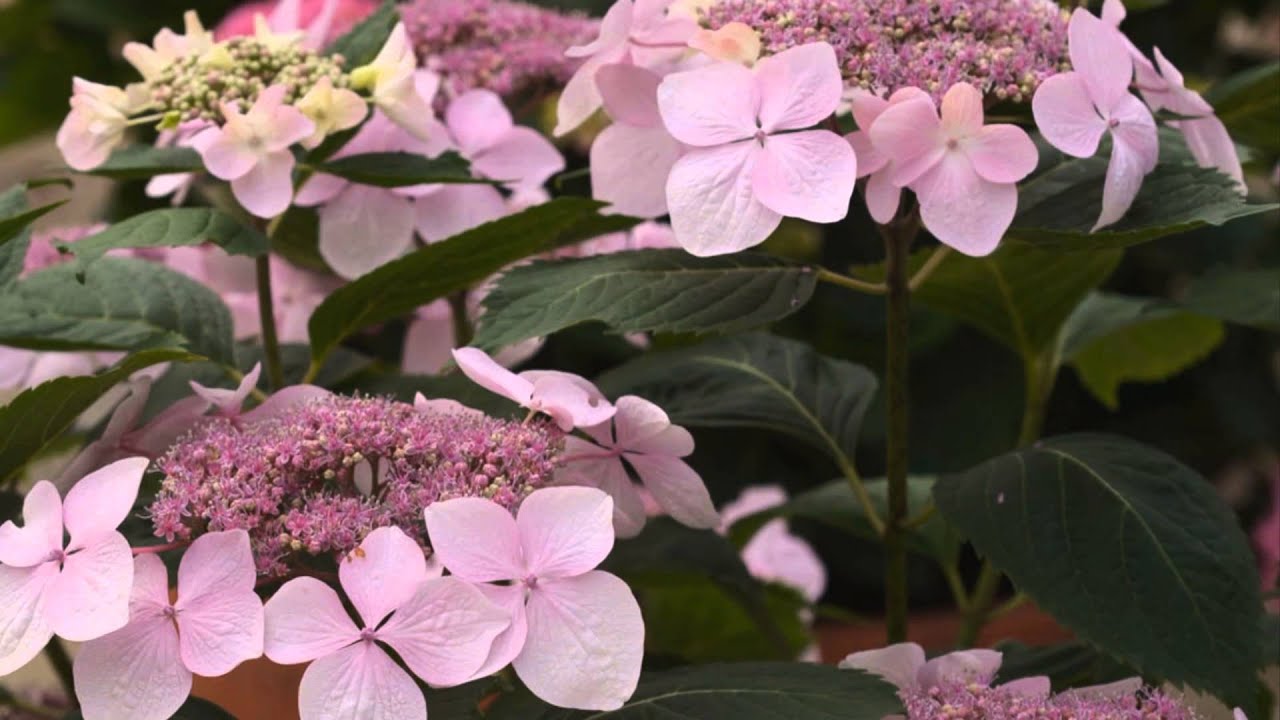 Hydrangea Varieties to Try