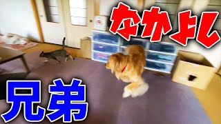 まるくんとみーちゃんは仲良し兄弟。