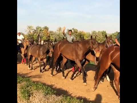 Desert palm polo club Dubai