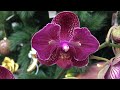 Завоз  орхидей ко Дню Матери в Оби 25 ноября 2020 г. Бабочка Кимоно,  Африканский Закат, Рим ..