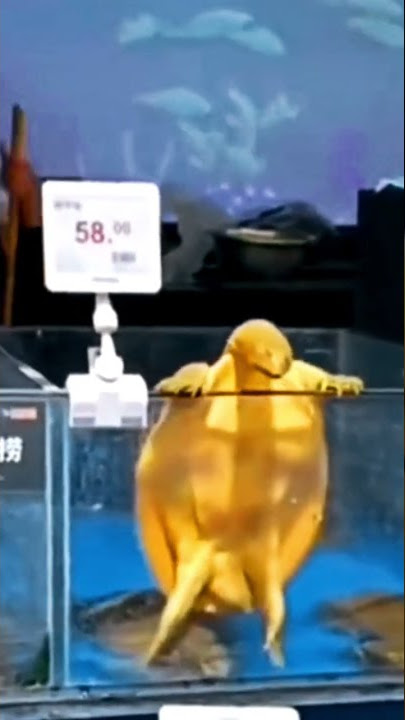 Kanade | Yuusha Party wo Tsuihou sareta Beast Tamer | Wallpaper EDIT