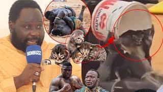 Reug Reug Mouss Yi Dinako Déf Lo..? Massila le marabout de Modou Lo fait de graves révélations sur…