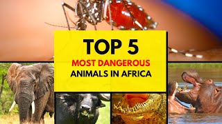 Most Dangerous Animals In Africa | Top 5 African Killers