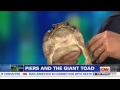 Piers Morgan - See One Of Biggest Toads In Captivity - 02/08/2013